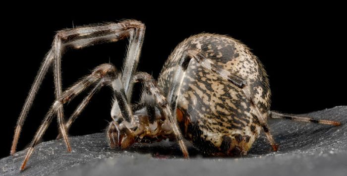 insect macro photography