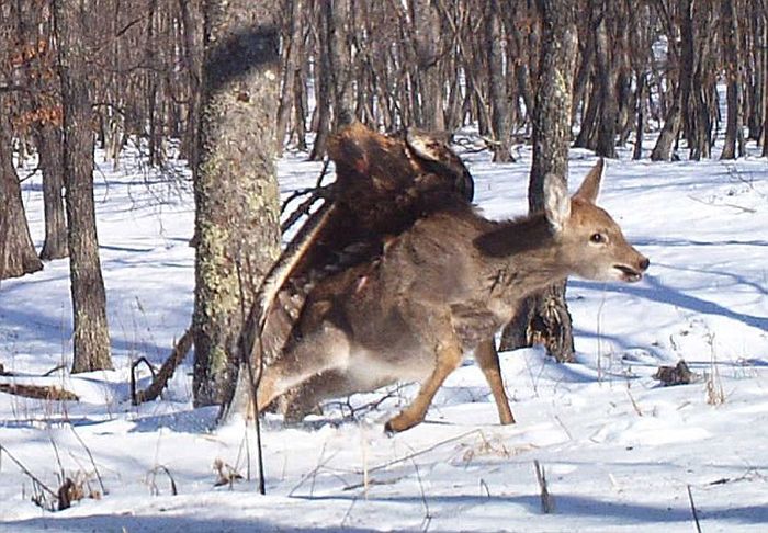 Golden eagle hunting a sika deer, Lazovsky district, Primorsky Krai, Russia