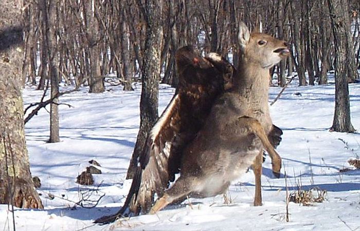 Golden eagle hunting a sika deer, Lazovsky district, Primorsky Krai, Russia