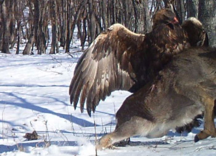 Golden eagle hunting a sika deer, Lazovsky district, Primorsky Krai, Russia