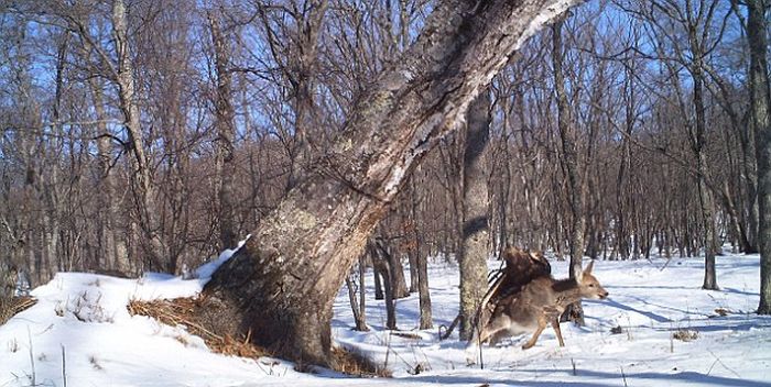 Golden eagle hunting a sika deer, Lazovsky district, Primorsky Krai, Russia