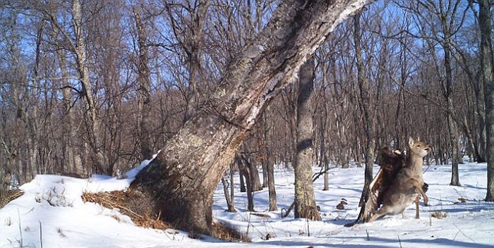 Golden eagle hunting a sika deer, Lazovsky district, Primorsky Krai, Russia