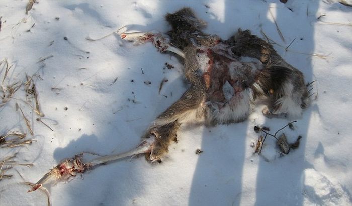 Golden eagle hunting a sika deer, Lazovsky district, Primorsky Krai, Russia