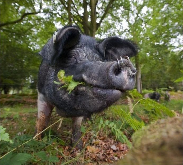 Pannage pigs, New Forest, Hampshire, England, United Kingdom