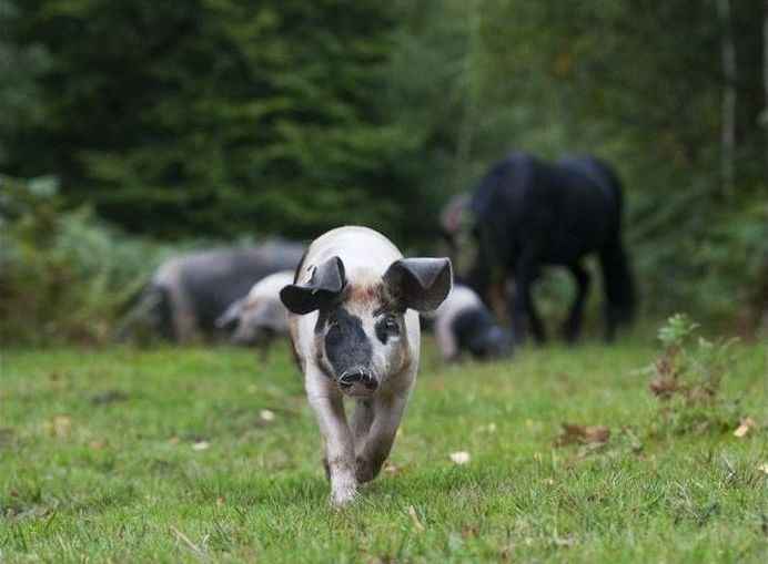 Pannage pigs, New Forest, Hampshire, England, United Kingdom