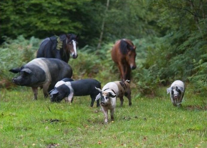 Pannage pigs, New Forest, Hampshire, England, United Kingdom