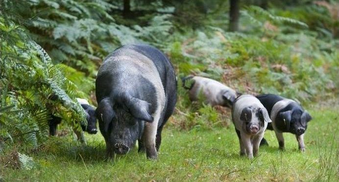 Pannage pigs, New Forest, Hampshire, England, United Kingdom