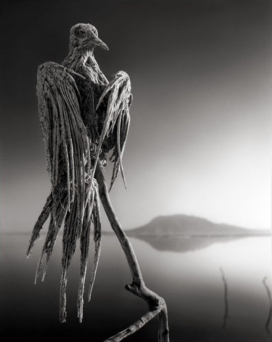 Dead animals alive again by Nick Brandt, Lake Natron, Tanzania