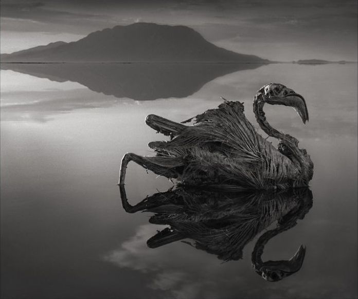 Dead animals alive again by Nick Brandt, Lake Natron, Tanzania