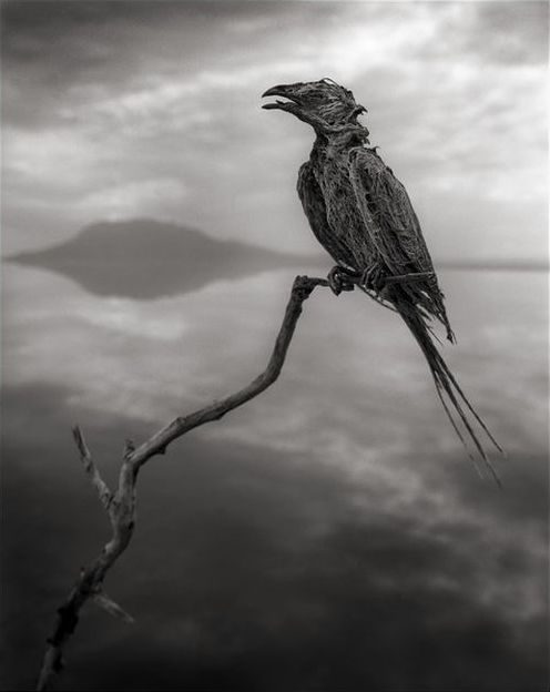 Dead animals alive again by Nick Brandt, Lake Natron, Tanzania