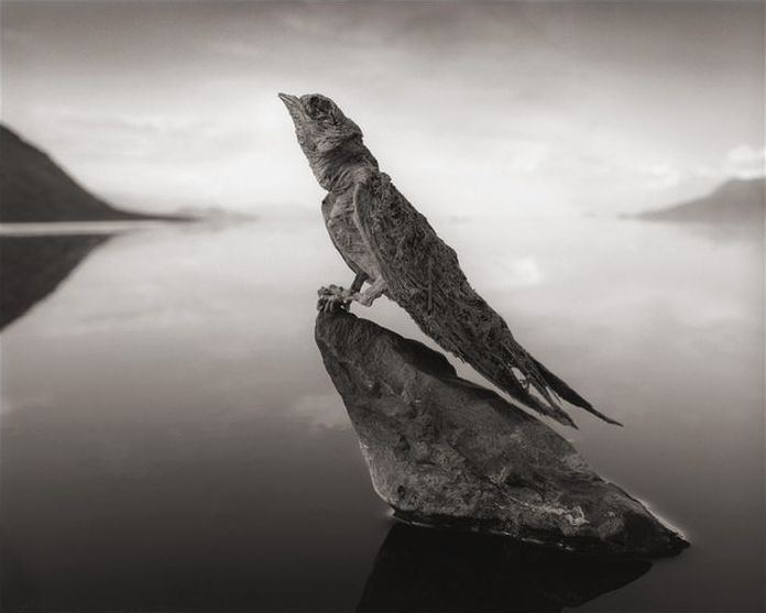 Dead animals alive again by Nick Brandt, Lake Natron, Tanzania