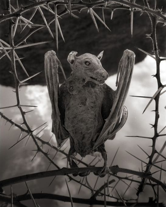 Dead animals alive again by Nick Brandt, Lake Natron, Tanzania