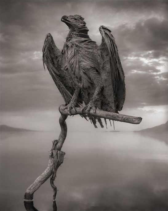 Dead animals alive again by Nick Brandt, Lake Natron, Tanzania