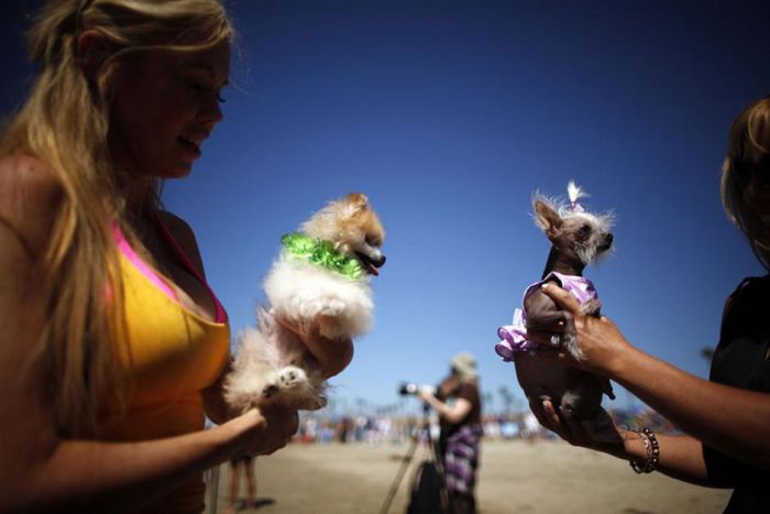 Surf Dog Championship 2013, Coronado Bay Resort, California, United States