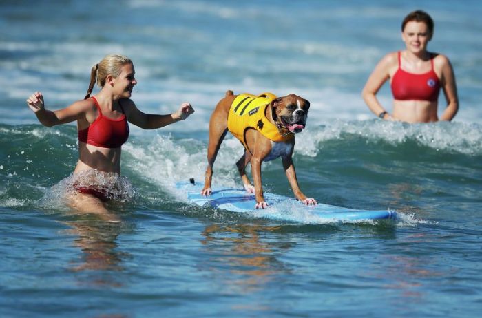 Surf Dog Championship 2013, Coronado Bay Resort, California, United States