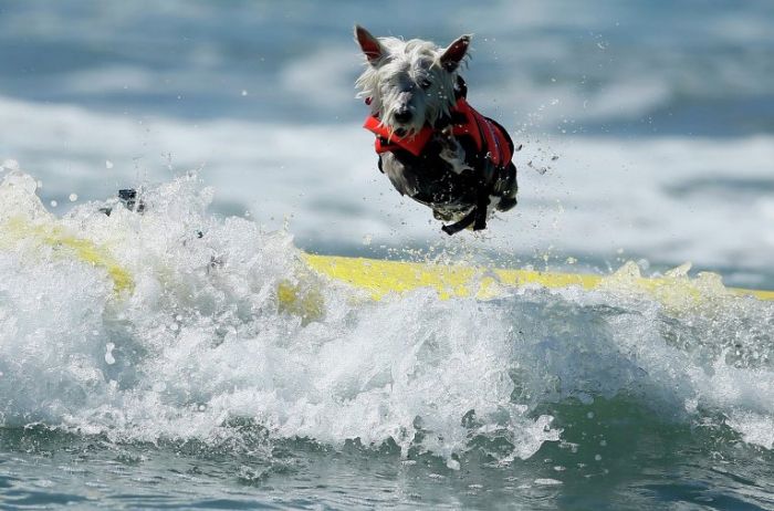 Surf Dog Championship 2013, Coronado Bay Resort, California, United States