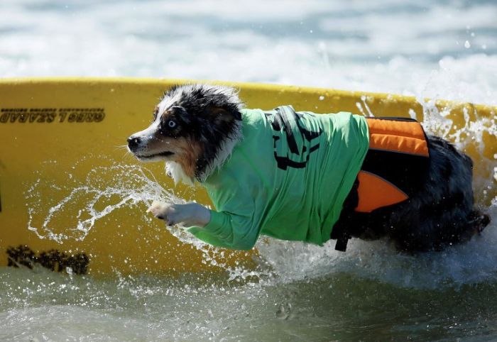 Surf Dog Championship 2013, Coronado Bay Resort, California, United States