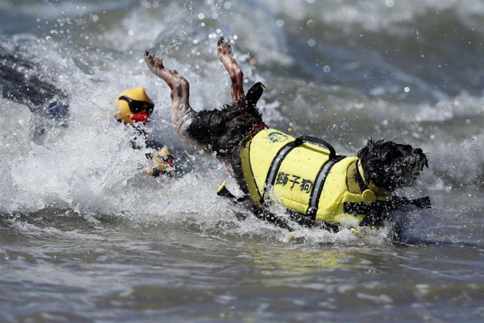 Surf Dog Championship 2013, Coronado Bay Resort, California, United States