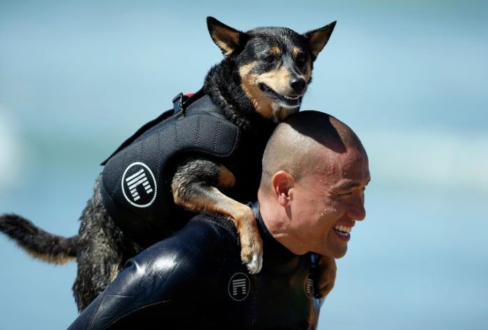 Surf Dog Championship 2013, Coronado Bay Resort, California, United States