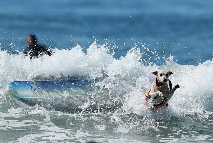 Surf Dog Championship 2013, Coronado Bay Resort, California, United States