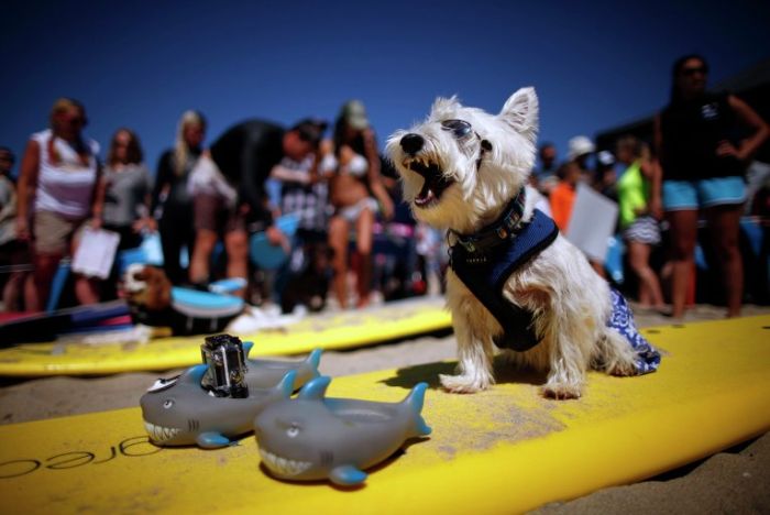 Surf Dog Championship 2013, Coronado Bay Resort, California, United States