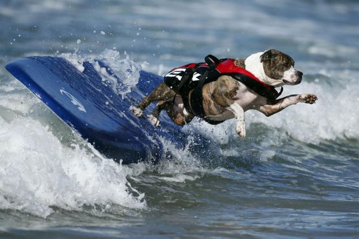 Surf Dog Championship 2013, Coronado Bay Resort, California, United States