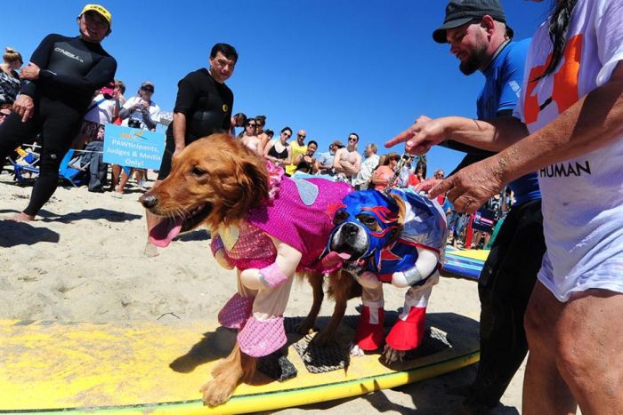 Surf Dog Championship 2013, Coronado Bay Resort, California, United States