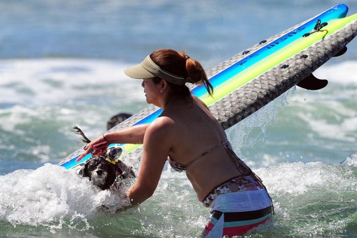 Surf Dog Championship 2013, Coronado Bay Resort, California, United States