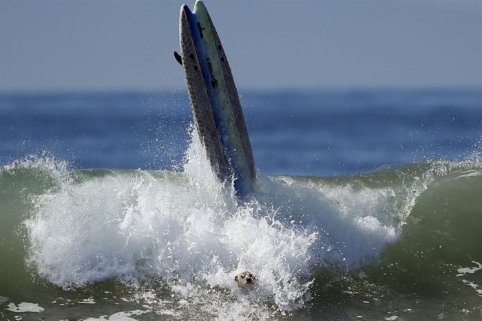 Surf Dog Championship 2013, Coronado Bay Resort, California, United States