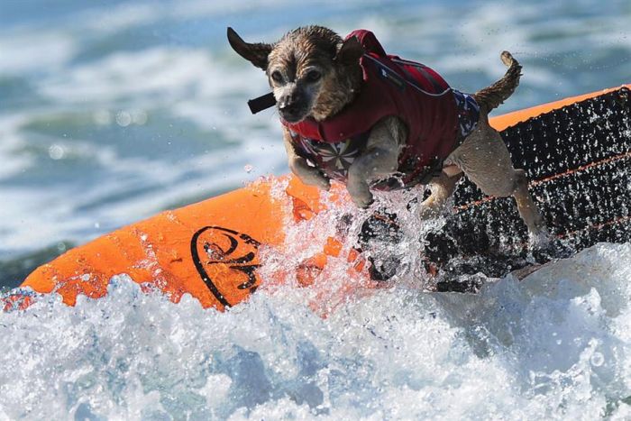 Surf Dog Championship 2013, Coronado Bay Resort, California, United States