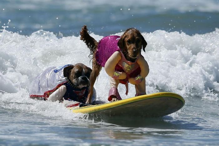 Surf Dog Championship 2013, Coronado Bay Resort, California, United States