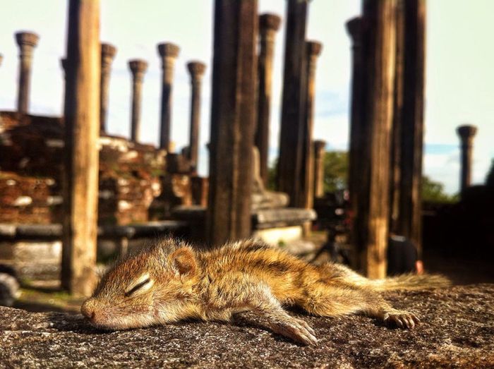 Abandoned baby squirrel rescued by Paul Williams