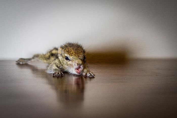 Abandoned baby squirrel rescued by Paul Williams