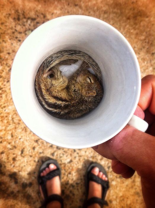 Abandoned baby squirrel rescued by Paul Williams