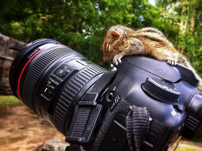 Abandoned baby squirrel rescued by Paul Williams