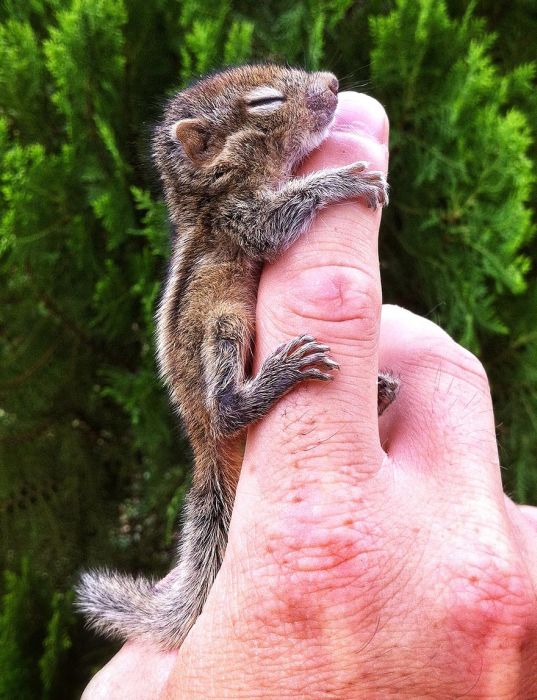 Abandoned baby squirrel rescued by Paul Williams