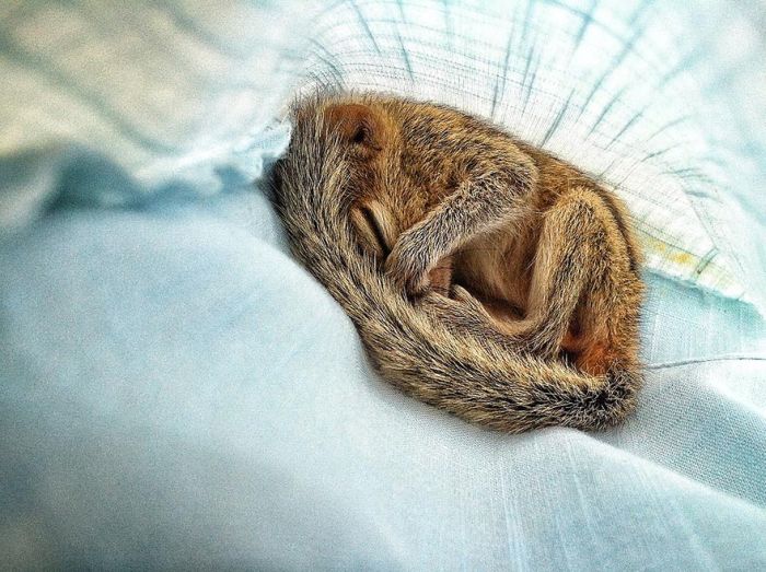 Abandoned baby squirrel rescued by Paul Williams