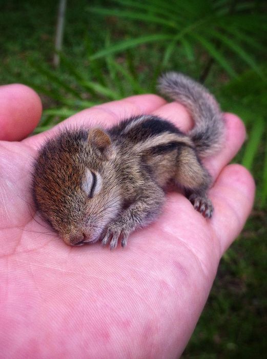 Abandoned baby squirrel rescued by Paul Williams