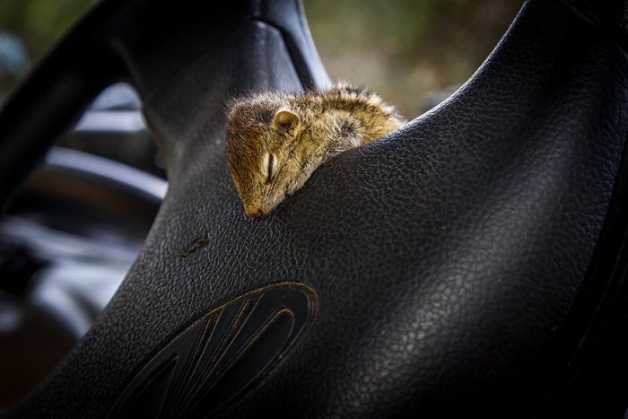 Abandoned baby squirrel rescued by Paul Williams