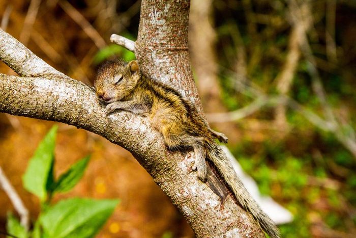 Abandoned baby squirrel rescued by Paul Williams
