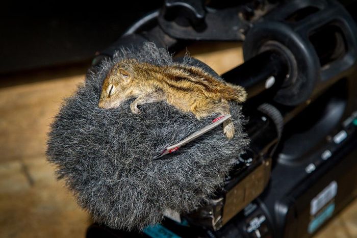 Abandoned baby squirrel rescued by Paul Williams