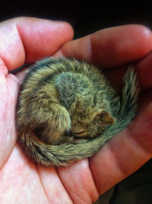 Abandoned baby squirrel rescued by Paul Williams