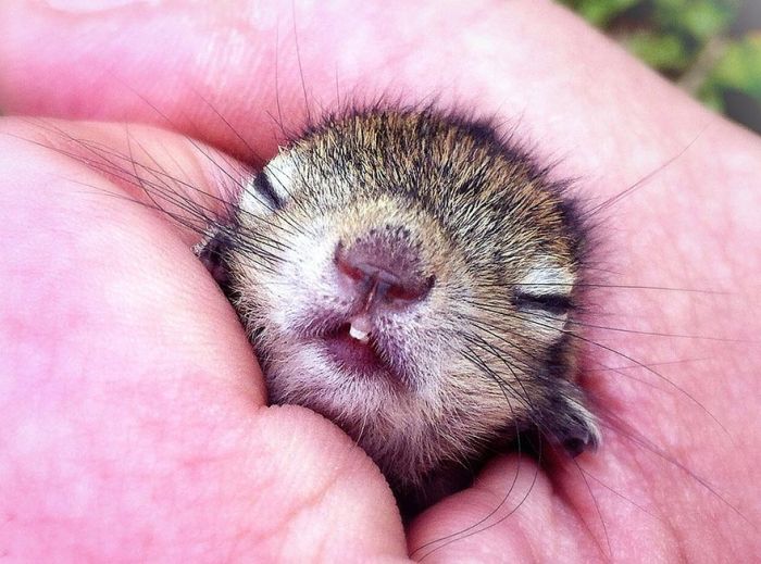 Abandoned baby squirrel rescued by Paul Williams