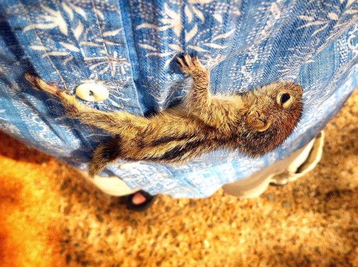 Abandoned baby squirrel rescued by Paul Williams