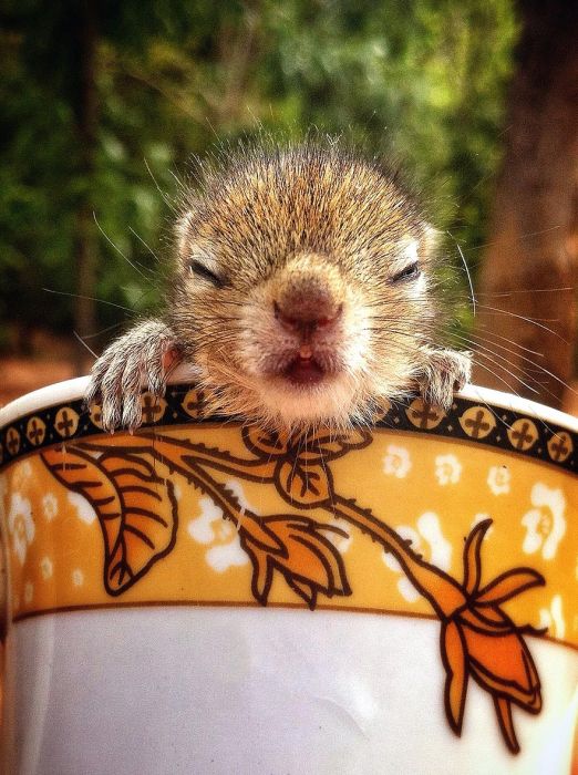 Abandoned baby squirrel rescued by Paul Williams