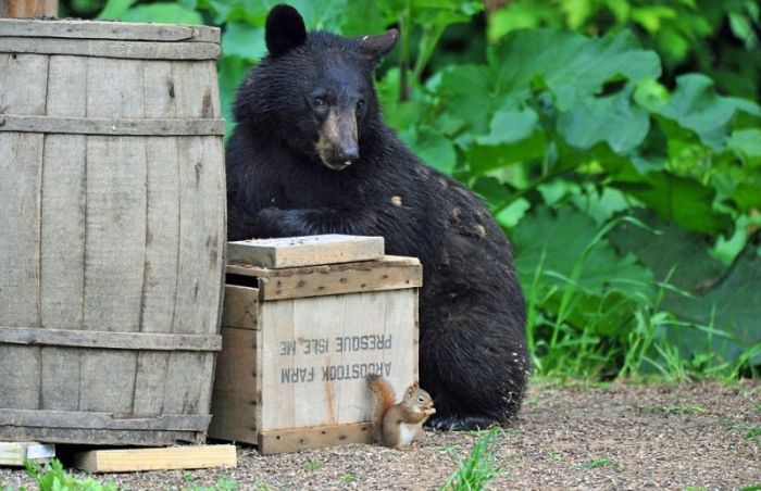 playful bear