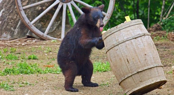 playful bear