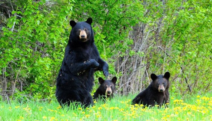 playful bear