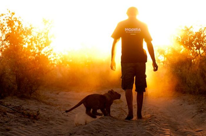 Living with lions by Nicolai Frederik Bonnén Rossen, Kalahari desert of Botswana