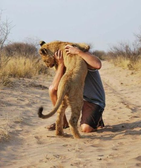 Living with lions by Nicolai Frederik Bonnén Rossen, Kalahari desert of Botswana